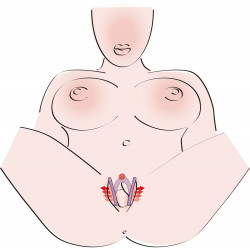Intimate Spreader Li